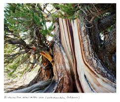 So stuck that it wouldn't come out. Photos 11 Of The Oldest Living Things In The World Time