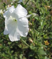 Image result for Petunia axillaris
