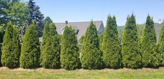 Of agriculture study of the green giant: Narrow Evergreen Trees For Year Round Privacy In Small Yards Pretty Purple Door