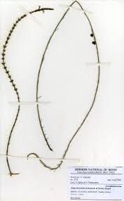 Image result for Striga linearifolia