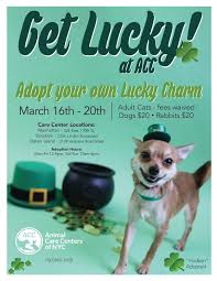 Check out our link tree for useful links! 03 19 03 20 Event Animal Care Centers Of Nyc S St Patrick S Day Adoption New York City Council Member Laurie A Cumbo