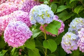 Acacia, nama bunga dari yunani yang atraktif ini jarang dipakai sehingga tidak pasaran.; Kumpulan Nama Bunga Lengkap Dari A Z Beserta Gambar Dan Penjelasannya Bibit Online