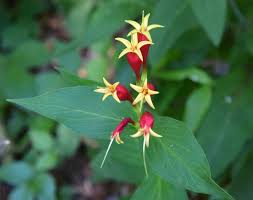 Image result for Spigelia