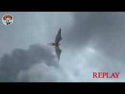 Maybe you would like to learn more about one of these? Pegasus Asli Di Dunia Jelas Youtube