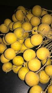 Thailand has exported mata kucing abroad in the form of dry, fresh, tinned, frozen and etc. Namakucella Buah Mata Kucing Atau Buah Longan
