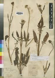 Image result for Cyphia lasiandra