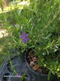 Image result for Dyschoriste albiflora