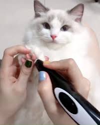 Good Temper Cat I Guess That Your Cats Will Kill You Hayvanlar Cat Electric Clipper 2020 Kedi Esprileri Kediler Ve Yavrulari Kedileri Seviyorum