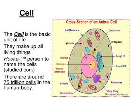 Filled with a material that is similar to the consistency of jelly, the cytoplasm's function in a cell is to support the internal parts. What Are The Parts Of An Animal Cell What Are The Functions Of The Parts In An Animal Cell Ppt Download