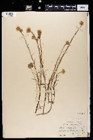 Image result for Athroisma gracile