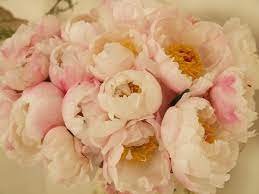 We did not find results for: I Fiori Piu Belli Per Un Matrimonio Silviadeifiori