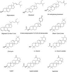 Image result for Bridelia ferruginea