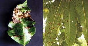 Mango bacterial canker disease (mbcd). Mango Diseases And Symptoms Vikaspedia