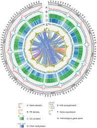Image result for Gossypioides kirkii