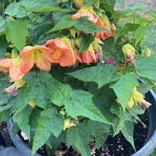 Image result for Abutilon grantii