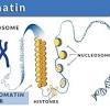 The relationship between genes, proteins, and traits a gene codes for a particular protein that is involved in the expression of a trait. 1