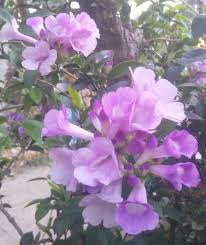 Banyak yang bilang kalau warna ungu melambangkan warna janda, membuat seseorang terlihat warna yang terinspirasi dari nama bunga lilac ini, memiliki warna ungu muda yang kalem, namun. Indahnya Bunga Garlice Vine Warna Ungu Muda Ina Eng Steemit