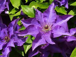 The clematis should be about two inches lower than the ground. Clematis The President De Groot Inc Perennials Daylilies Fruits Vegetables Shrubs Bulbs