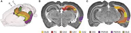 An rna seq atlas of gene expression. Frontiers Digital Atlas Of Anatomical Subdivisions And Boundaries Of The Rat Hippocampal Region Frontiers In Neuroinformatics