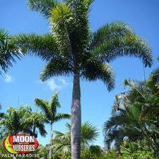 How quickly do foxtail palms grow? Foxtail Palm Palm Trees Palm Paradise Nursery