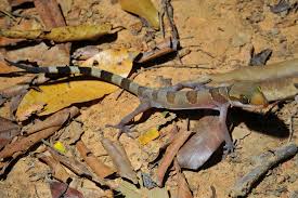 Image result for Holothrix tridactylites