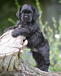 All Black American Cocker Spaniel Cockerspaniels Sheep Dog Puppy Cocker Spaniel Dog Spaniel Puppies