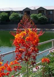 Mexican Bird Of Paradise Plant Varieties Mexican Bird Of Paradise Caesalpinia Mexicana Birds Of Paradise Flower Wild Birds Backyards Birds Of Paradise