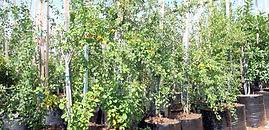 Image result for Clutia pulchella