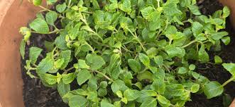 Image result for Platostoma sp. no. 2