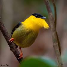 Nuts About Birds Est 2013 On Instagram Golden Collared Manakin Manacus Vitellinus Panama Photographer Ignacio Yufera Bird Birds Birder