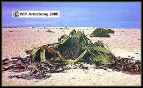 Image result for Erythrococca welwitschiana