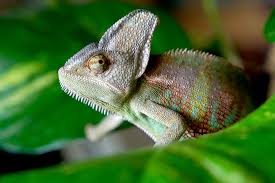 Check spelling or type a new query. Chameleon San Diego Zoo Animals Plants
