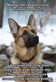 Pin By Poisonokra On Things For My Wall Dog Quotes Dog Love Shepherd Puppies