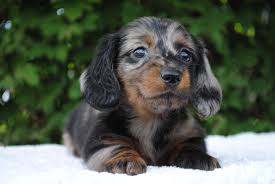 I have a miniature long haired black and tan dachshund. Pin On Our Dachshunds