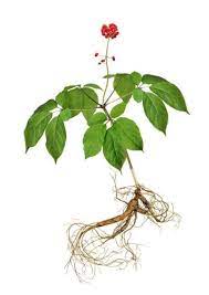 Place the root clump level with the top of the pot, showcasing the nicest roots above soil level so that you find it appealing. Can You Eat Ginseng What Are The Edible Parts Of Ginseng Plants