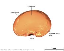 Image result for Pleurolobus