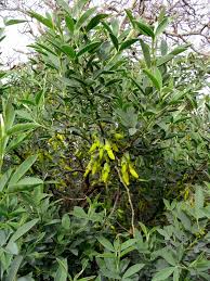 Image result for Ophrestia