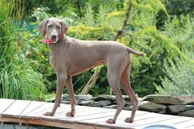 Image result for výmarský dlouhosrstý ohař