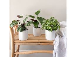 Image result for Ktenante Ctenanthe