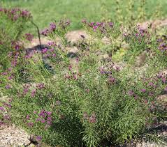Image result for Vernonia natalensis