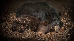 Do bears sleep the whole time they hibernate? How Bears Keep Their Bones Strong During Hibernation Science Aaas