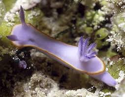 Image result for Hyparrhenia nyassae