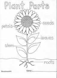 Coloring page parts plant morphology flowering stock vector royalty free 1039275349. Parts Of A Plant Coloring Worksheets Teaching Resources Tpt
