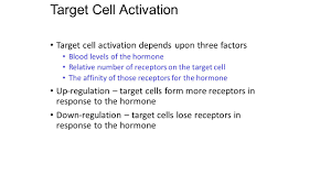 Codocytes (target cells) are thin, hypochromatic cells with a round area of central pigmentation. Hormone Target Cell Specificity Ppt Video Online Download