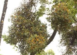 Image result for Dictyophleba