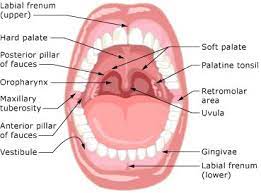 Pin On Anatomy Medicine Com