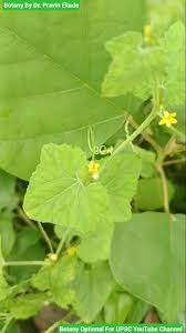 Image result for Cucumis maderaspatanus