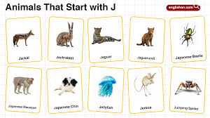 20+ Animals that Start with J in English with Pictures