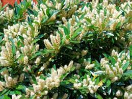 Prune the plant to improve the shape and reduce its size but, be careful not to remove more than 30% of the top growth. Itea Shrub How To Care For Itea Sweetspire