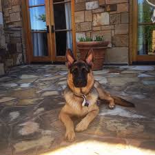 German shepherds have been a part of our family for over 25 years, and we take pride in our dogs through the love and care we provide to them. German Shepherd Breeders In Texas Gsd Puppies For Sale Fleischerheim Breeding Associates